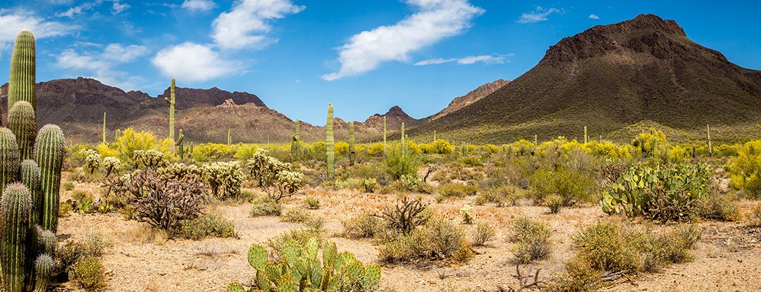 Phoenix Arizona, Desertscape